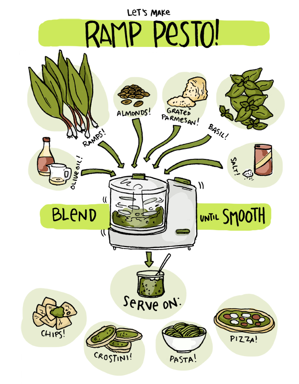 An Illustrated recipe for pesto made of ramps, almonds, parmesan, basil and salt