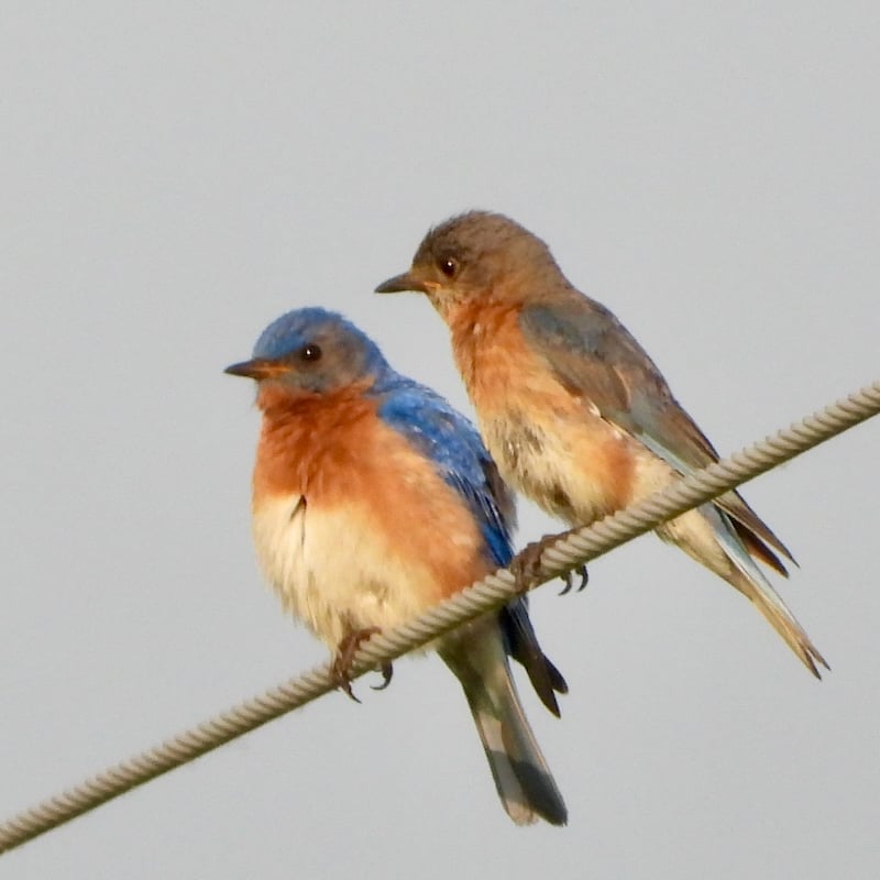 Like Meadowlarks, Eastern Bluebirds like to survey the landscape from high wires. This fetching pair gazed out over their Frontenac State Park kingdom recently like the avian royalty they are. / Photo by Steve Dietz