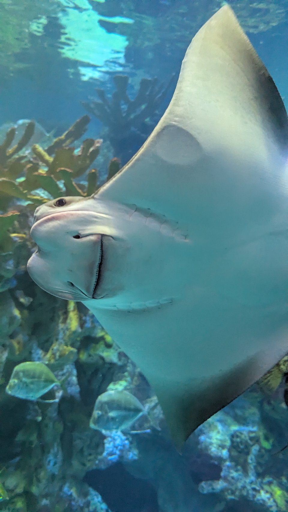 A photo of the interior of a huge ocean tank from the New England Aquarium. Front and center, a very happy ray swims by with a huge grin.