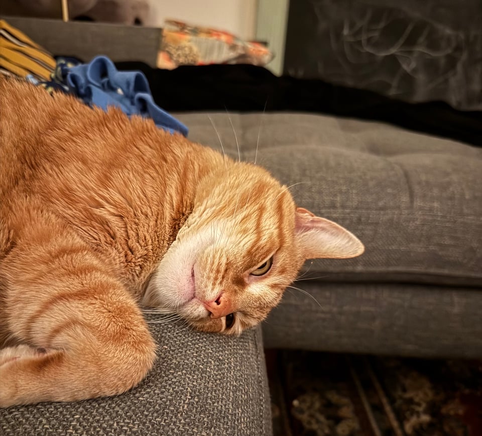 an orange cat on a couch, asleep with his eyes open
