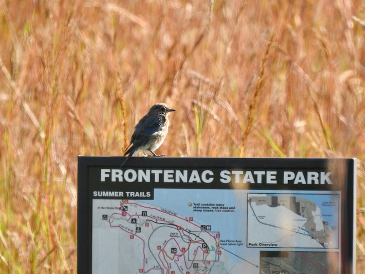 There is always something happening in the prairie, if you look closely.