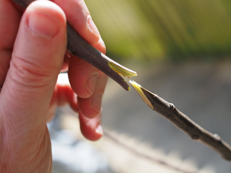 A saddle graft for apple trees
