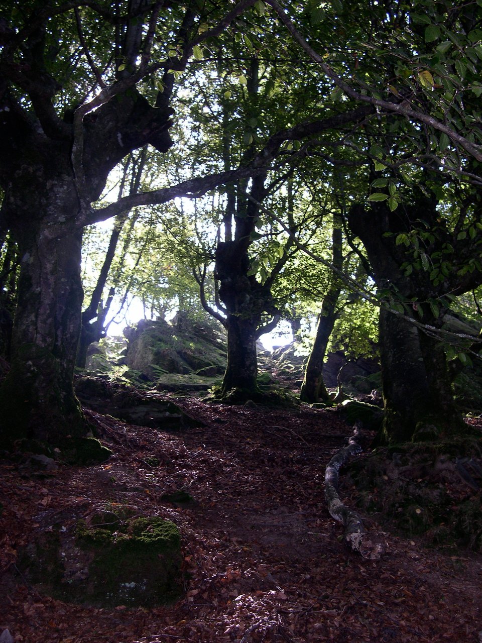 A trail in the woods. The ground is covered in brown and copper coloured fallen leaves. Light shines at the top of the hill.