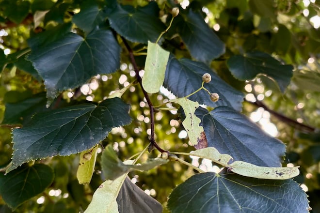 Dark green basswood leaves