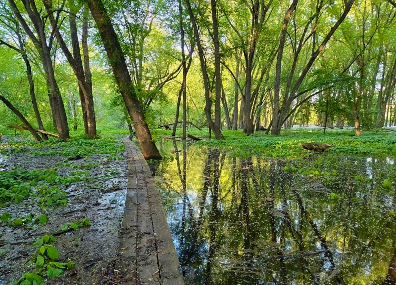 Your hard-working Frontenac State Park staff recently rebuilt the boardwalk along the Sand Point Trail. It’s still strong, but it’s … flooded. It’s good to remember that this area is historically a flood plain, and that the giant cottonwoods and silver maples and other foliage there are quite accustomed to floods, and able to weather them well. Us? Well, we’ll have to wait out messy floods, then clean up the human-generated debris that floats in with them. And so we will. / Photo by Pamela Miller