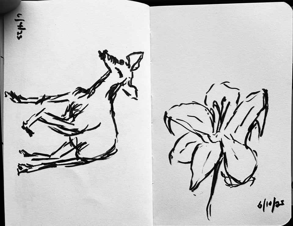 photo of two brush-pen sketches in a sketchbook: left, a deer with its left foreleg raised; right, a tiger lily, from memory