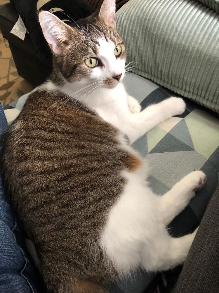 A stripey brown, white, and orange cat with a very fluffy belly, lounging on the sofa next to me. She wears a skeptical expression.