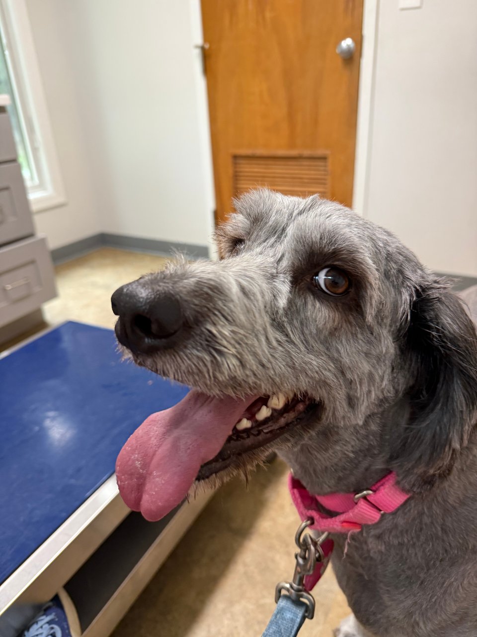 Photo of gray Aussiedoodle on leash in a veterinary exams room, with a nervous smile and tongue hanging out of her mouth