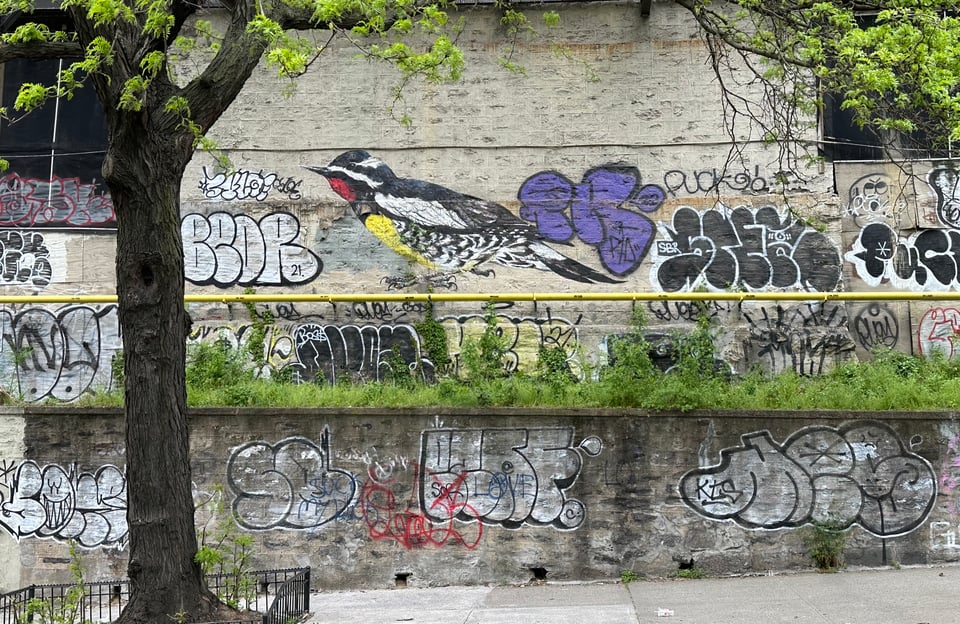 Mural of a Williamson's Sapsucker, a black and white bird with a red throat and yellow chest. The mural is surrounded by graffiti