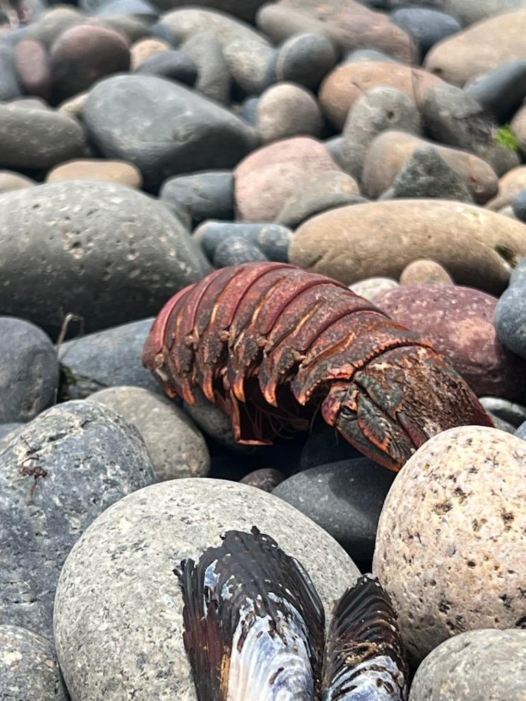 A partial crustacean shell, as well as a standard shell, on large round pebbles at the beach.