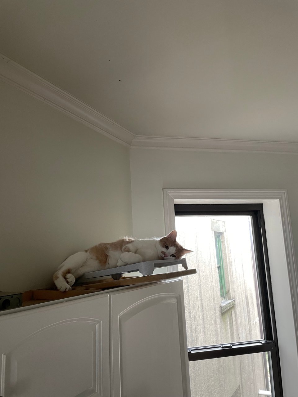 Timmy finding a new bed