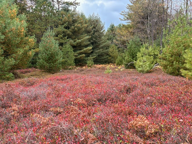 This week: Lowbush Blueberry’s Bounties 