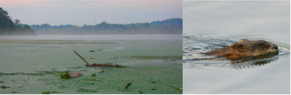 Beaver returning from a night of dam-minding and foraging for the winter. / Photos by Steve Dietz