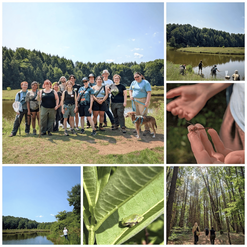Some photos from our recent nature walk & bioblitz at Lime Holllow Nature Center