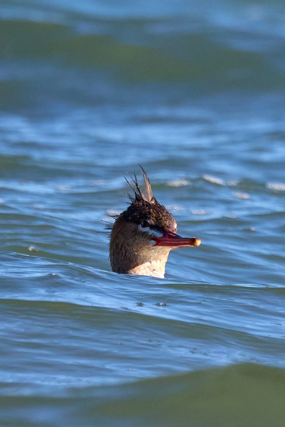 A seagoing duck with a long bill and punk crest, photographed so that a wave is obscuring its body and its head looks like it's just sticking out of the water