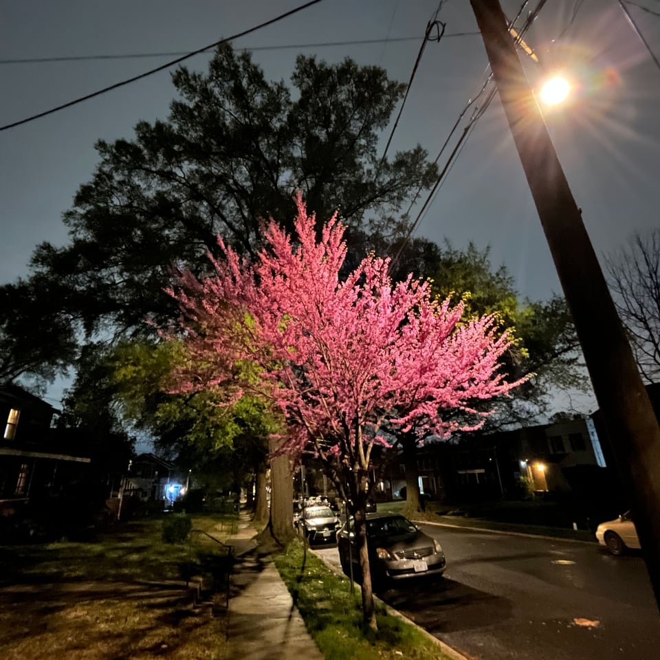 Pink buds at night.