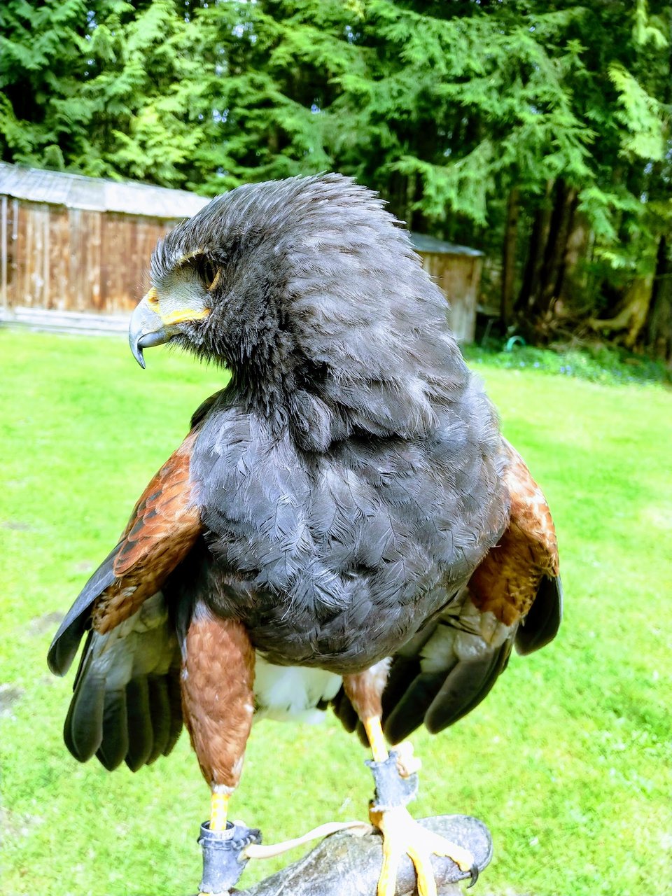 Harris hawk on my hand