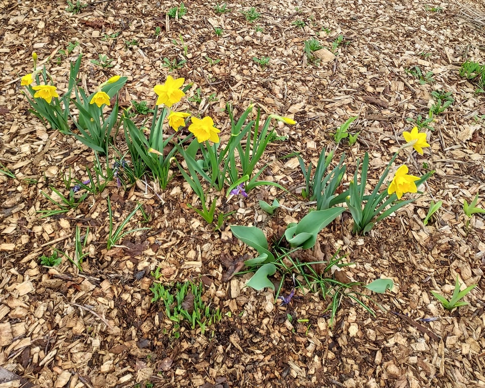 photo of daffodils blooming against a background of wood chips