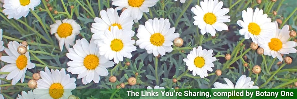 Spring daisies in the grass