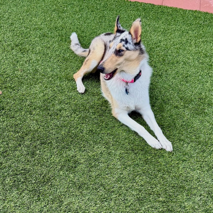 Sassy Opal the smooth collie on the turf in her backyard.