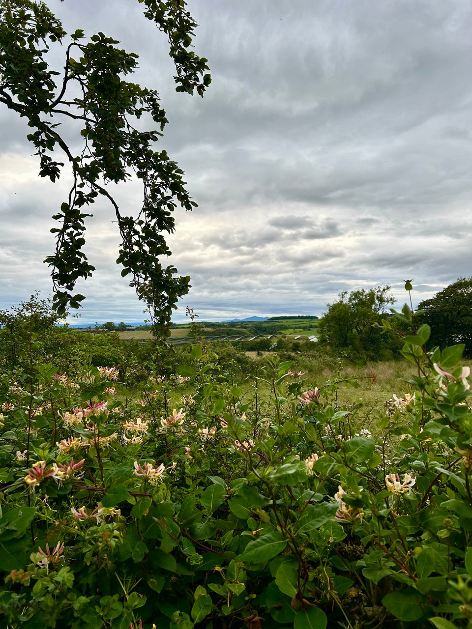 Red and gold honeysuckle flowers thread through hawthorn hedges, rich with green foliage. There's a dark green bough hanging from a tree in the left corner. The sky is moodily grey with island mountains in the far distance. Image by Rowan Ambrose