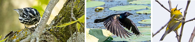 Left: Black-and-white Warbler, May 6, 2024; photo by earnoodles. Center: Common Grackle, Sand Point, July 10, 2023; photo by Earl Bye. Right: Blue-winged Warbler, Point No Point Trail, May 19, 2024; photo by Steve Dietz