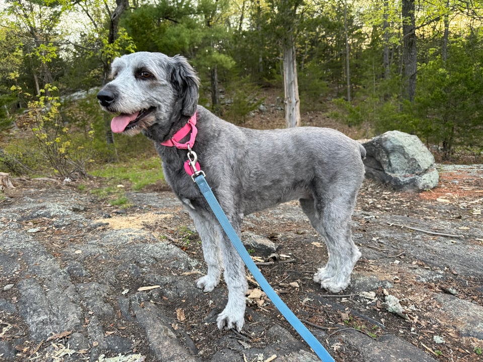photo of gray aussiedoodle wearing a pink collar and blue leash, giving side-eye to the camera while standing in a rocky plain in a forest