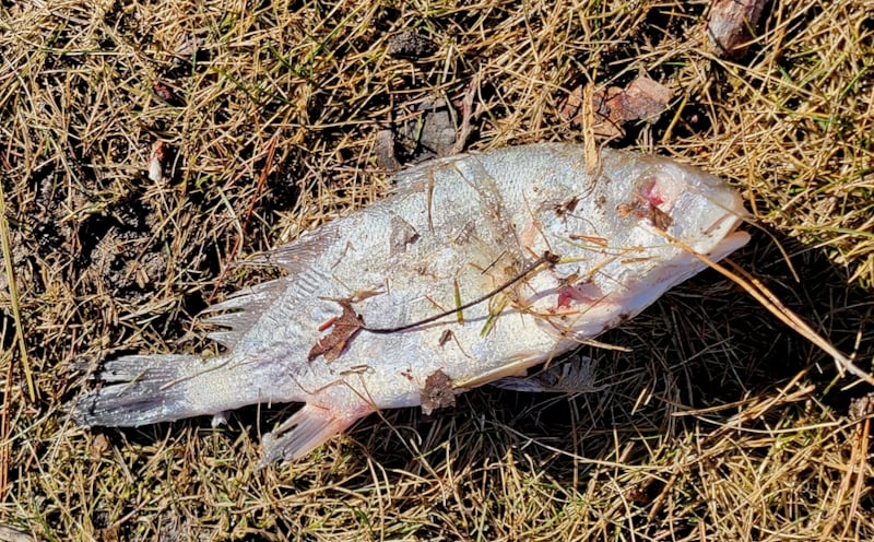 A fish out of water: From our surprisingly thick file of “Here’s something you don’t often see” items: Your newsletter editor and her Minnesota Master Naturalist hiking sidekick Lisa Smiley found this relatively fresh if sadly deceased fish while hiking the park’s Pine Loop Trail, at least a mile from any body of water. An eagle or owl must have found it unpalatable (hey! It looked fine to us! Though Lisa talked your somewhat eccentric newsletter editor into not salvaging it for dinner) and dropped it. We think, but are not sure, that it’s a small-mouthed bass out of Lake Pepin. / Photo by Pamela Miller