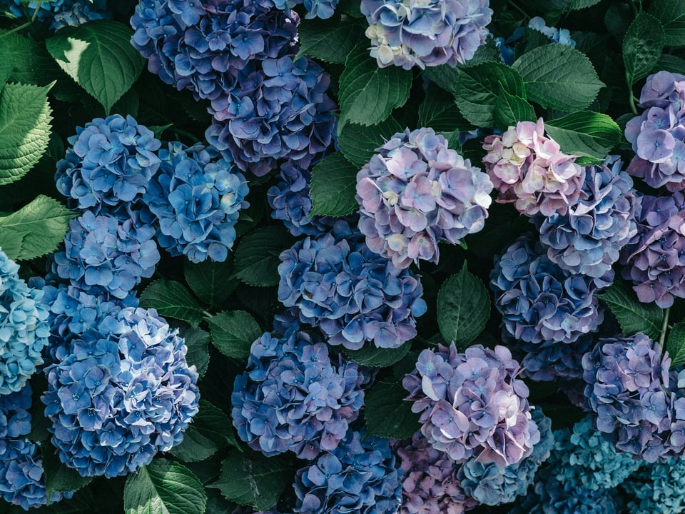 Purple Hydrangea