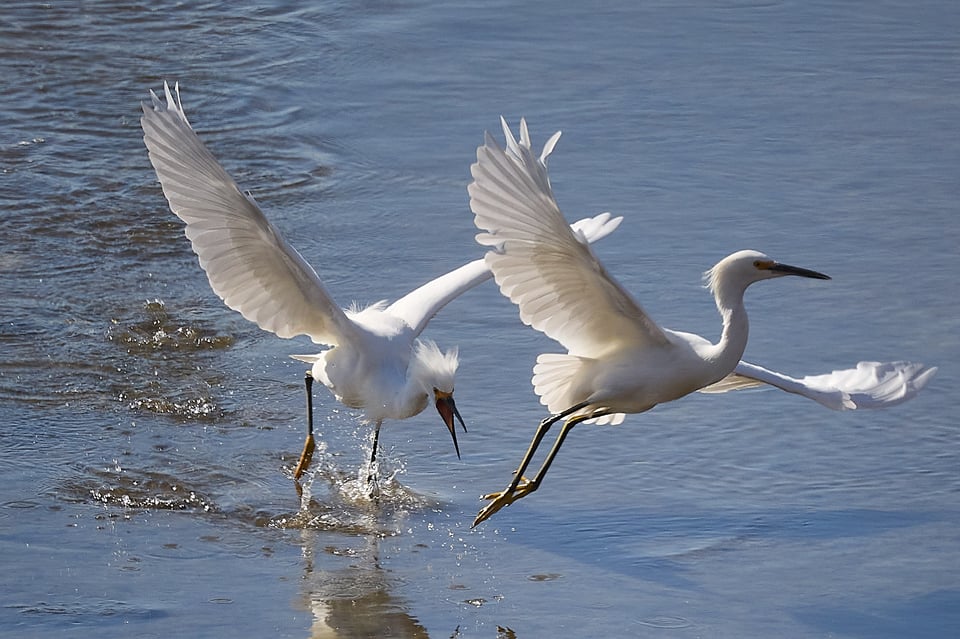 One egret chases another off
