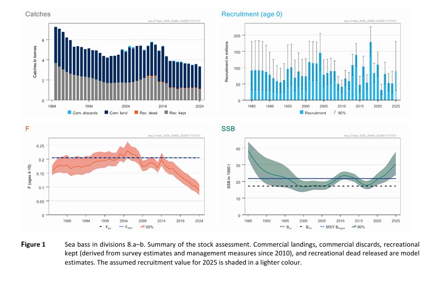 Évolution des captures, du recrutement, de la mortalité par pêche et de la biomasse de bar européen du Golfe de Gascogne depuis le début des années 80, selon le Centre International pour l'Exploration de la Mer.