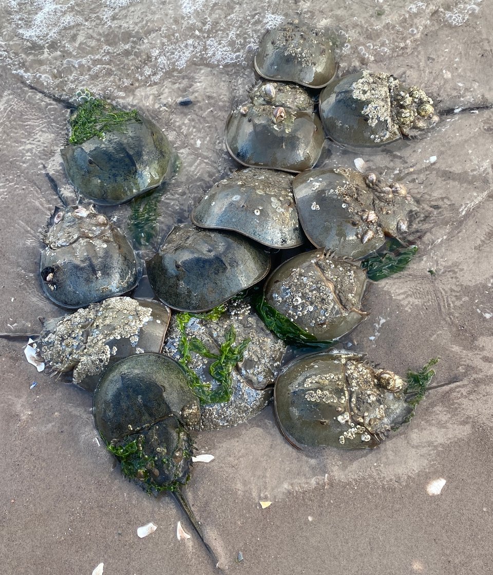 13 horseshoe crabs (12 males and one female) are piled on top of each other