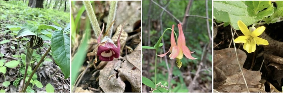 Jack-in-the-pulpit, Canadian wild ginger, red columbine and the smooth yellow violet are just a few more of the dozens of spring ephemerals to be seen in the Park.