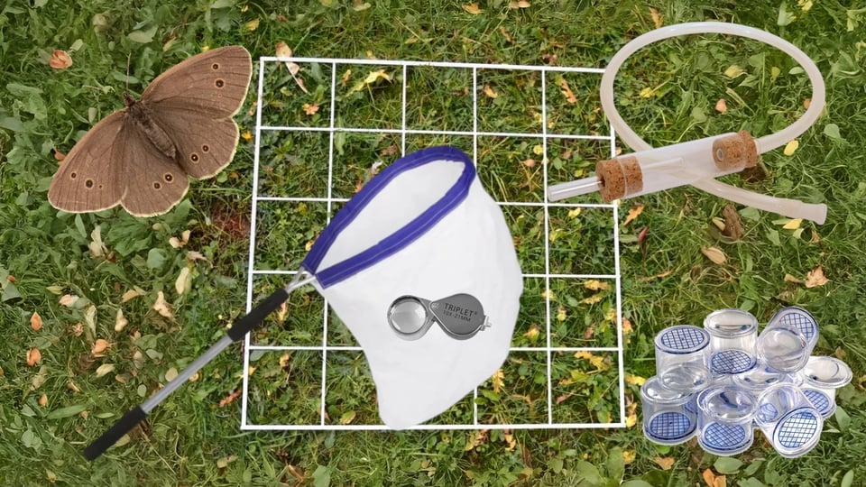 Wildlife ID equipment including butterfly net, hand lens, pooter and quadrat