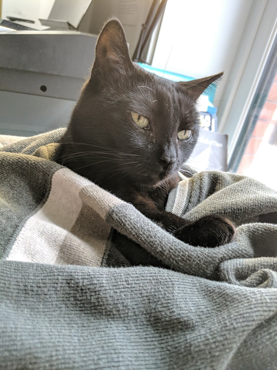 A black cat looking very fetching in a muted-green sweater.
