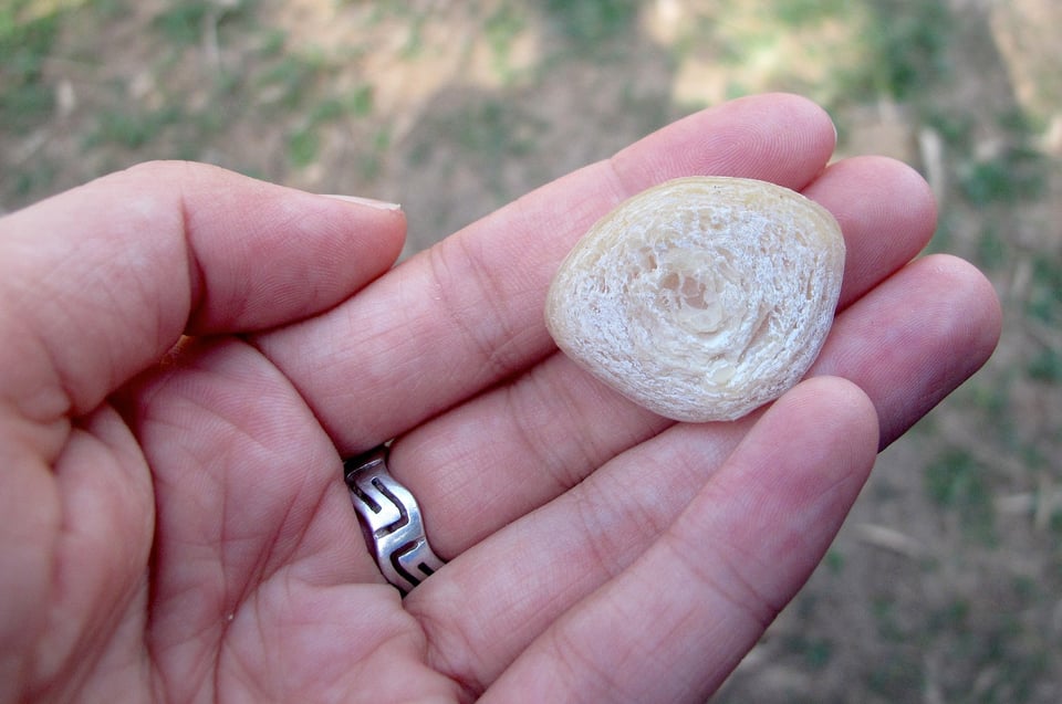 a hand holding an otolith, which is about three inches in diameter