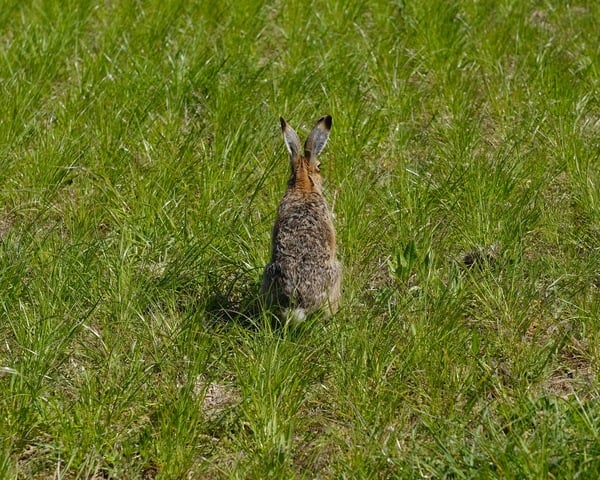 hare.jpg