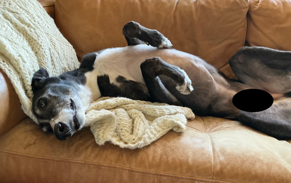 photo of black and white greyhound flipped over on a light brown leather couch with his head on an ivory afghan blanket. His front paws are up by his chest and his thorax looks like he's flexing. A black oval is covering his genitals