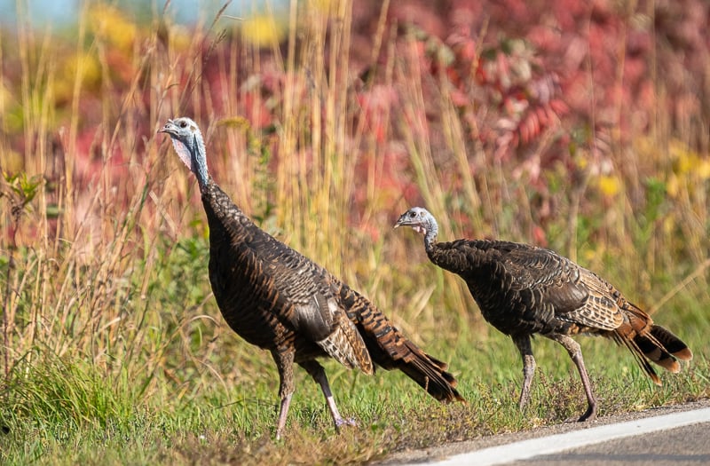 Wild turkeys strut their stuff. We love the soft gobble, cluck and purr sounds they make when we scare them in the woods. / Photo by Earl Bye
