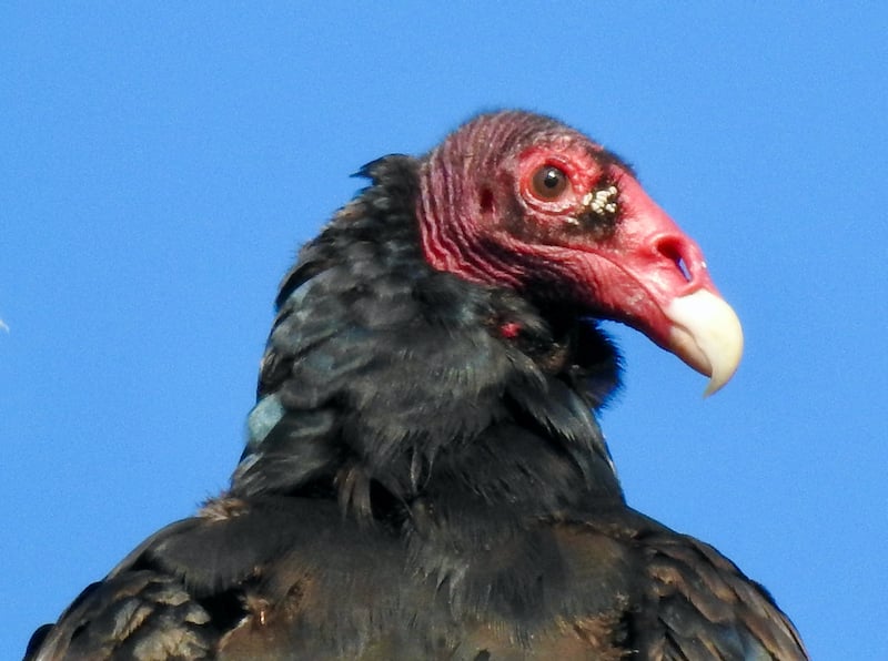 A turkey vulture’s face is uniquely designed for its rather disgusting diet. / Photo by Steve Dietz