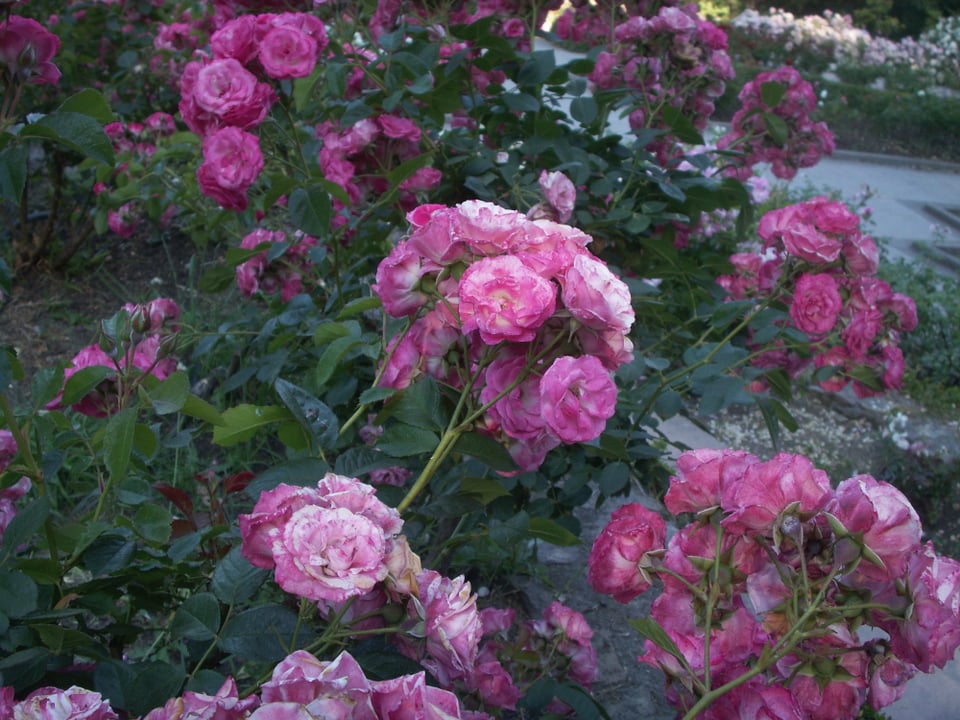 Roses photographed at Oakland's Morcom Rose Garden on a Konica Minolta Dimage X-1 digital camera.