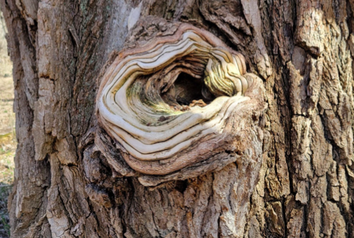 The roots and knots of the great cottonwood trees in the park’s floodplain forests often resemble sculptures. Beauty and magic are everywhere, right, park friends?