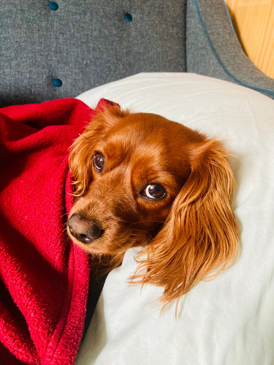 Radio looks cute under some blankets.