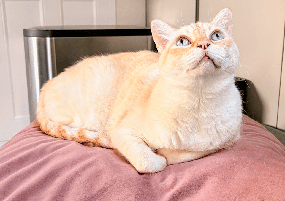 a cat laying on top of a pink pillow