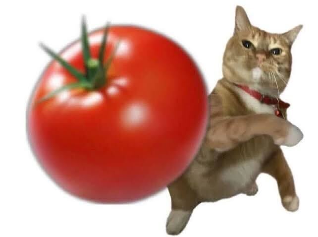 a gif of an angry orange cat with a paw raised. a large tomato has been added in front of him, so it seems like the cat has whipped a tomato directly at your face