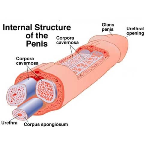 internal structure of the penis - medical diagram