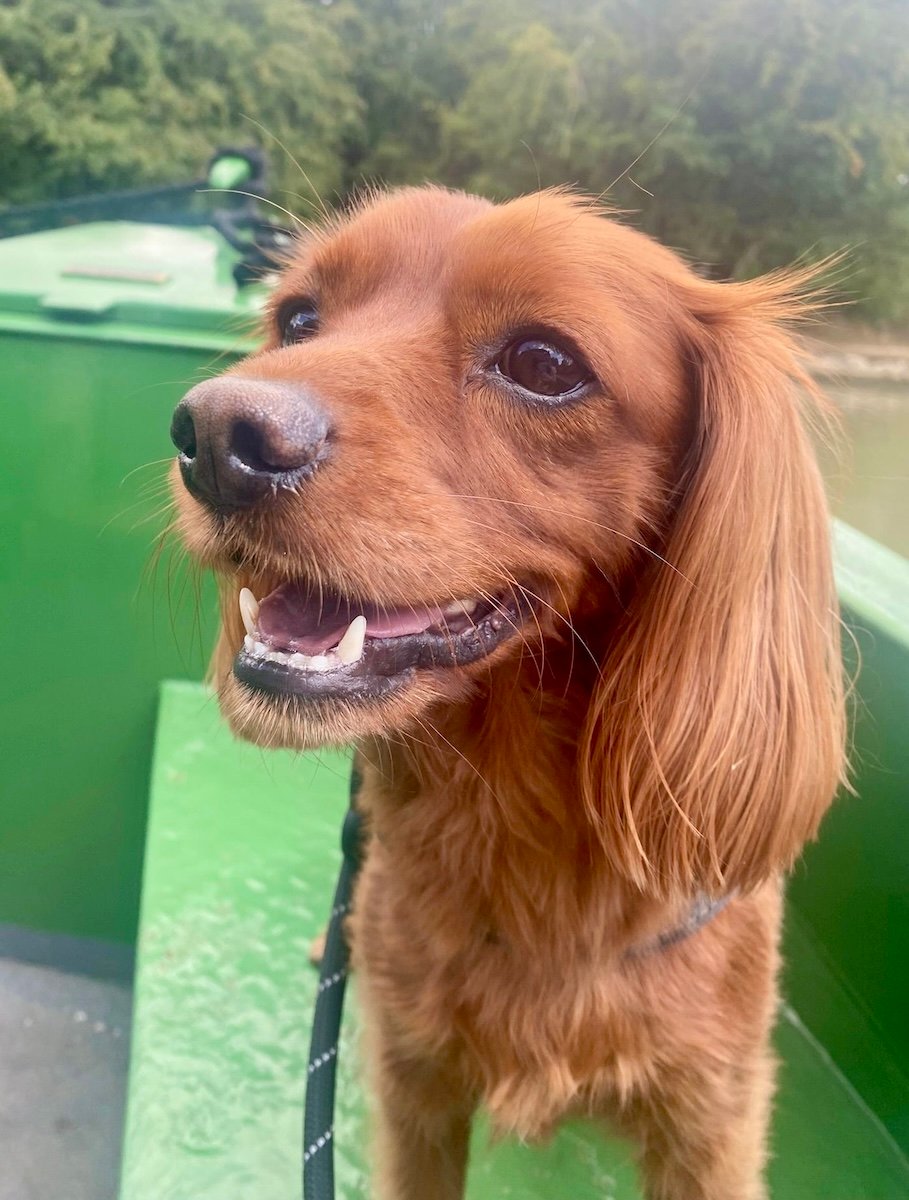 A cute dog on a boat.