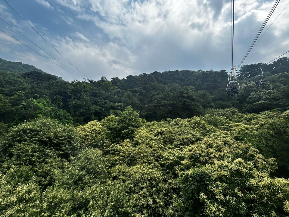 A chestnut forest in Beijing China, with a chairlift visible in the corner taking riders up to Mutianyu Great Wall. The trees have visible catkins with bright white pollen.