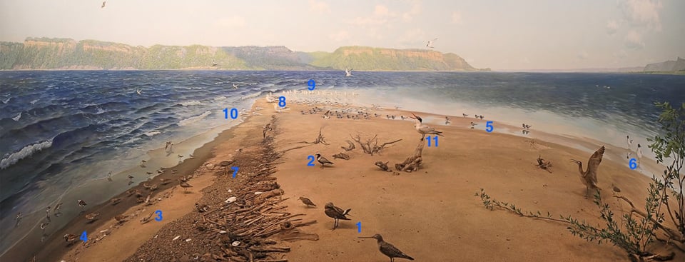 The diorama of Sand Point from the Bell Museum of Natural History  in St. Paul (numbers added for illustration purposes).