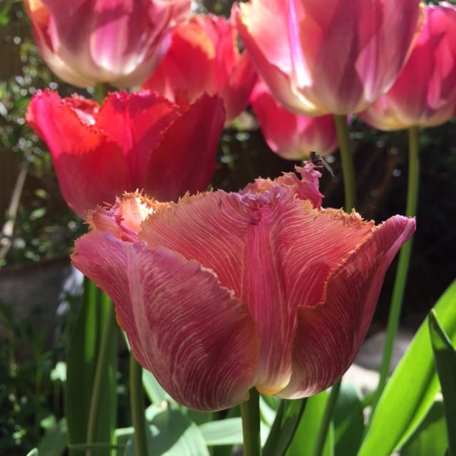 Tulip 'Sunset Miami' is flowering in shades of deep raspberry and saffron. The petals are fringed with golden edges and there are delicate golden veins too, especially noticeable on the one closest to the camera. The flowers are glowing in spring sun and there is lots of green foliage in different shades behind the flowers. Image by Rowan Ambrose.